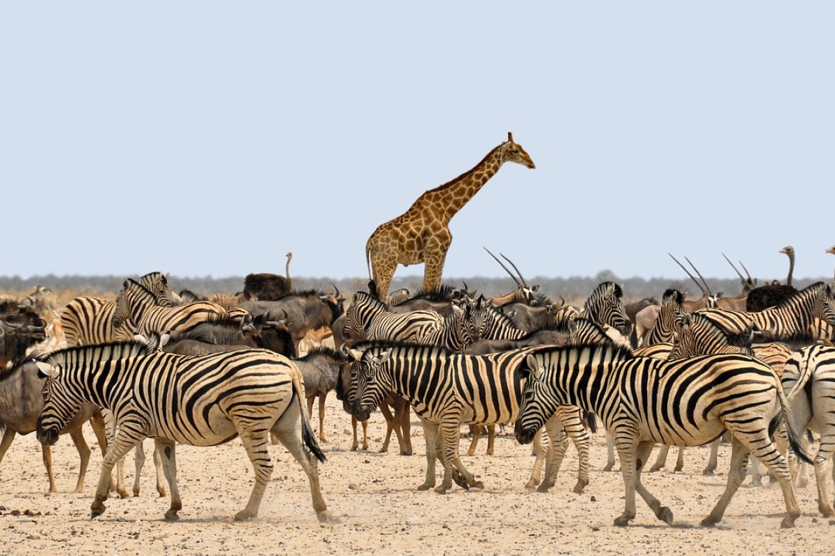 zebra-1170177_1280