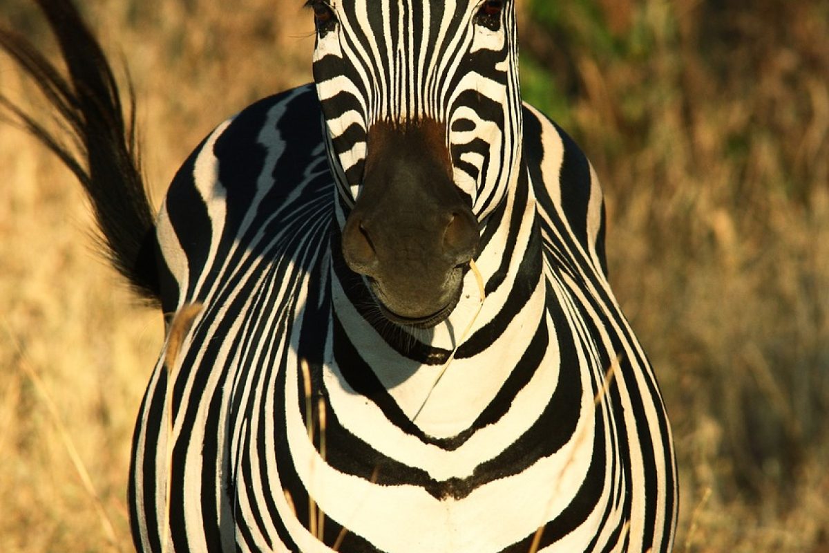 zebra-3242984_1280