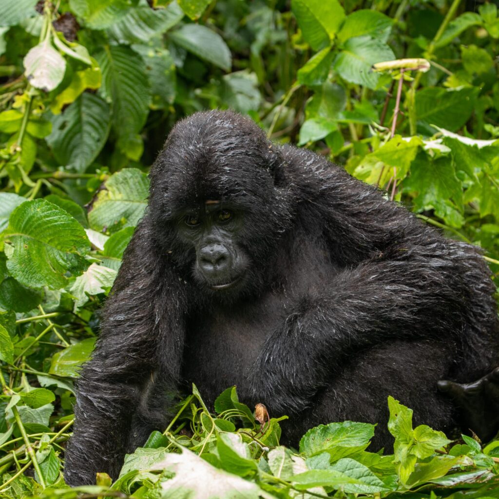 Mountain Gorilla In Bwindi National Park, Uganda