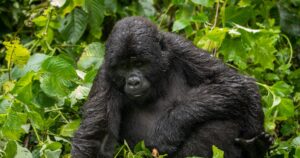Mountain Gorilla In Bwindi National Park, Uganda