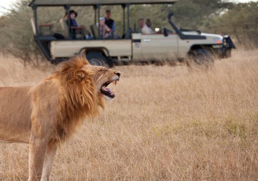 why lions don't attack safari vehicles