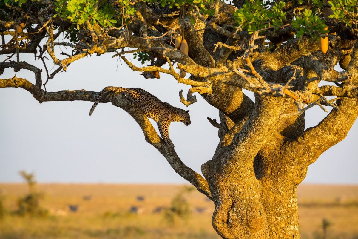 leopard-rests-in-a-tree-after-meal