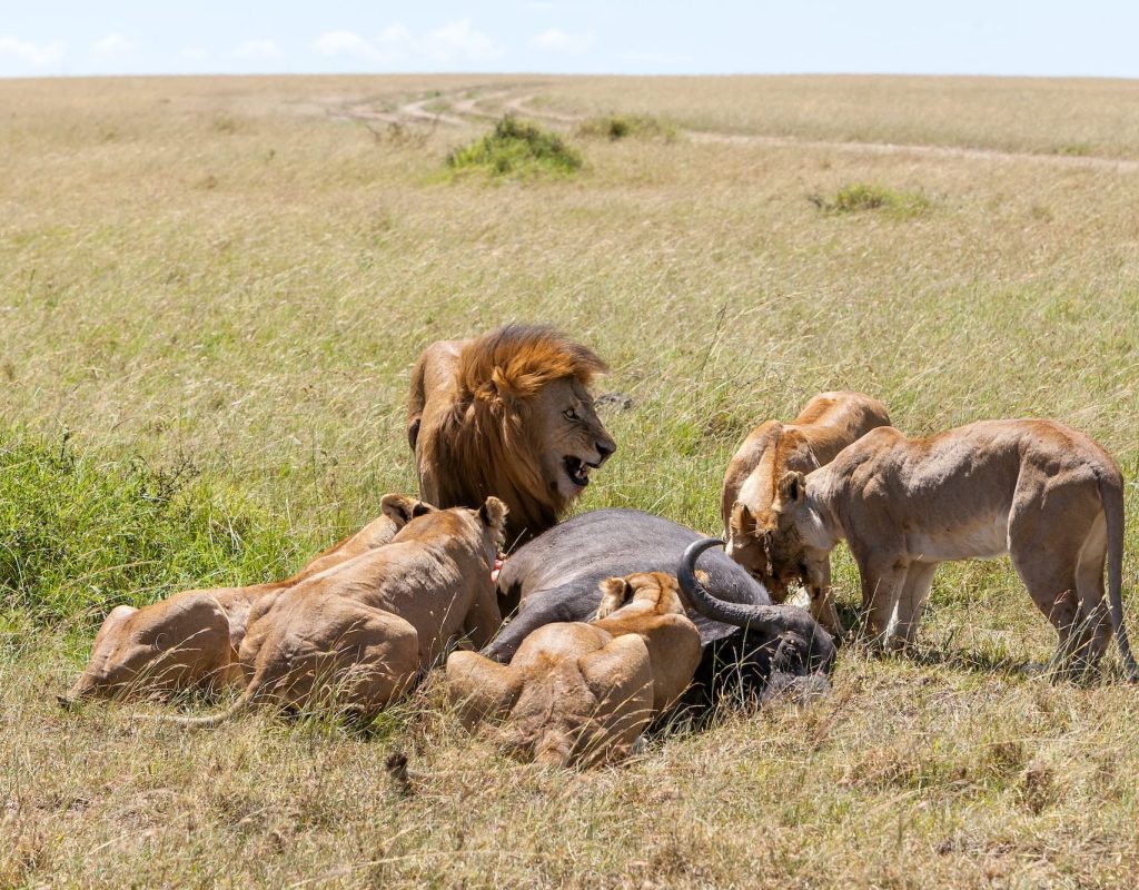 lions-feeding
