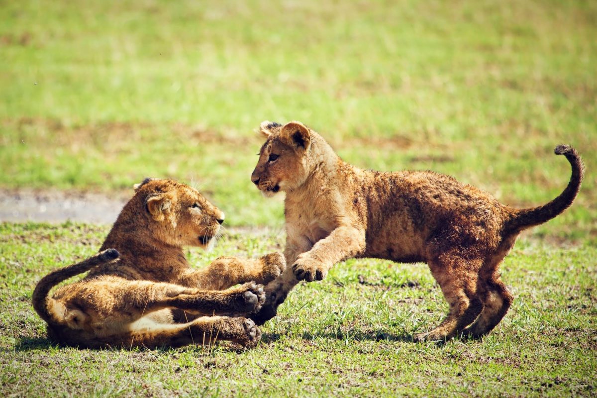 small-lion-cubs-playing-tanzania-africa