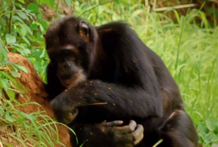 David Greybeard, a chimpanzee, modified a branch to catch termites